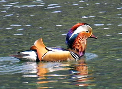 �I�V�h���̃I�X