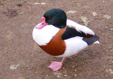 �c�N�V�K��