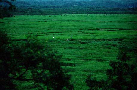 A Japanese crane of Kushiro damp plain.