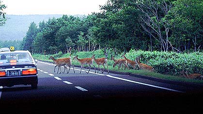 Crossing of a deer 