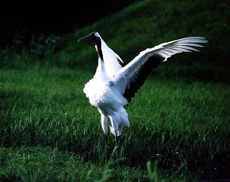 A Japanese crane 