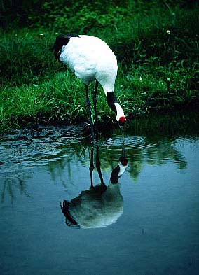 A Japanese crane