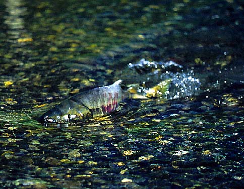 Going up of a salmon