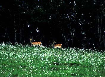 Parent and child of a deer