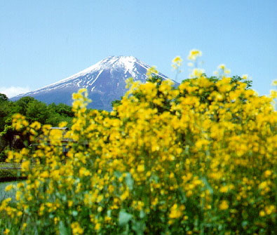 Mt. Fuji and a rape