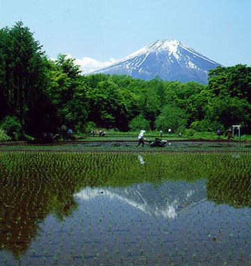 田植えの頃の富士山