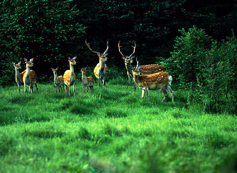 A deer group