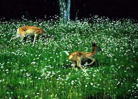 Child deer of flower field