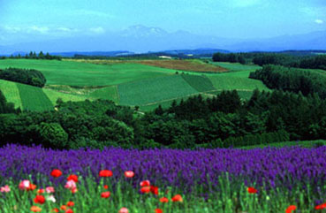 ラベンダーと緑の丘・富良野