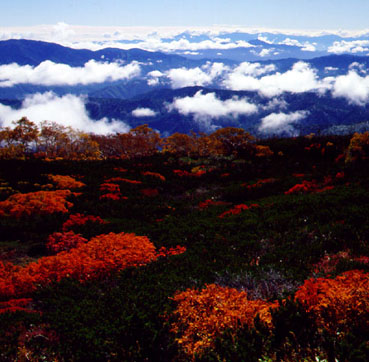 雲海上の紅葉、2,600メートル付近